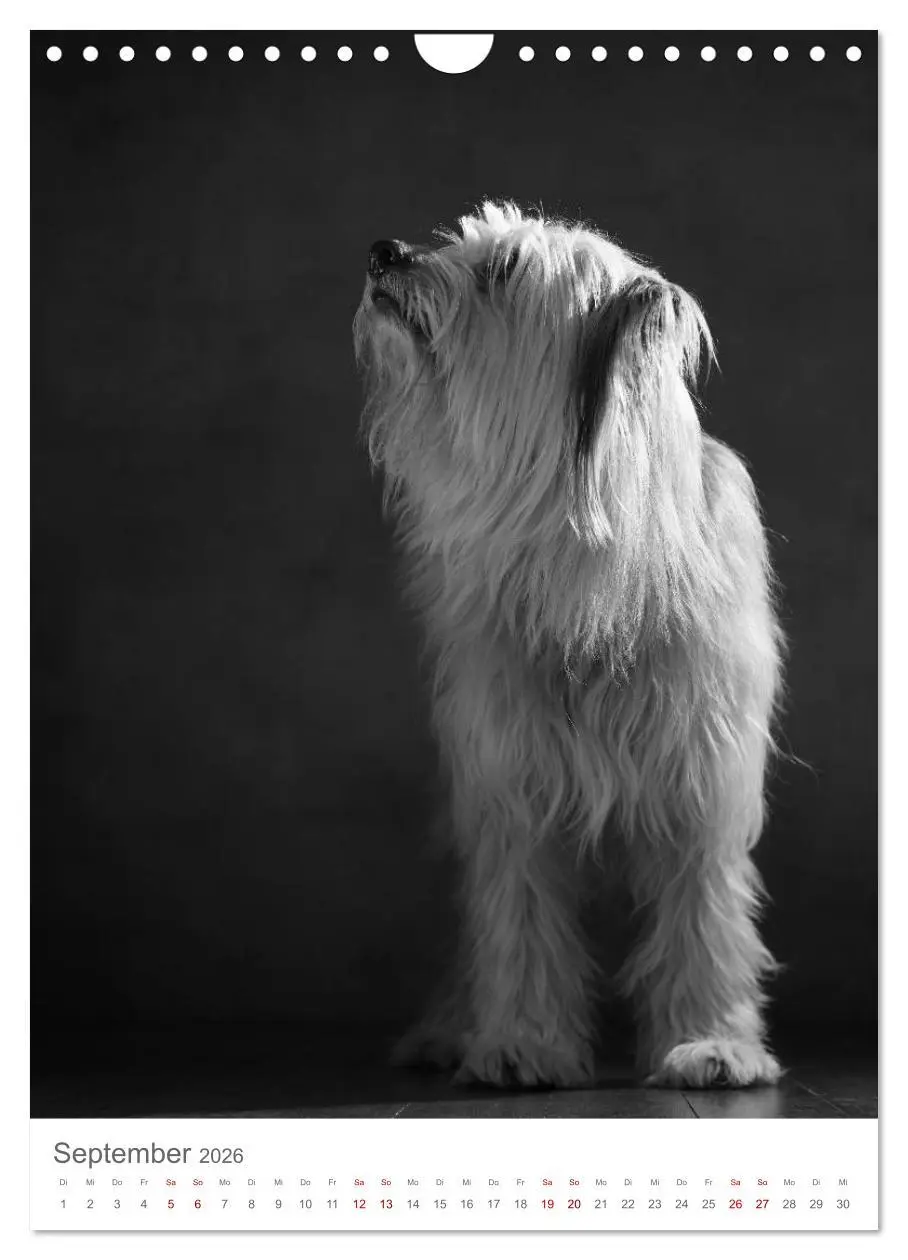 Bild: 9783516419511 | Fine Art Hundeportraits (Wandkalender 2026 DIN A4 hoch), CALVENDO...