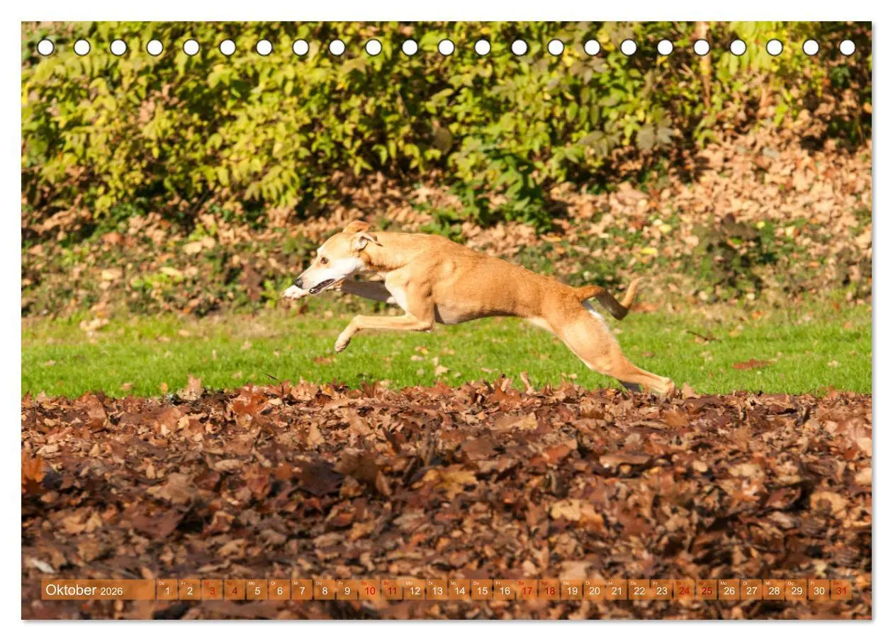 Bild: 9783457619711 | Witziger Windhund - Portugiesischer Galgo (Tischkalender 2026 DIN...