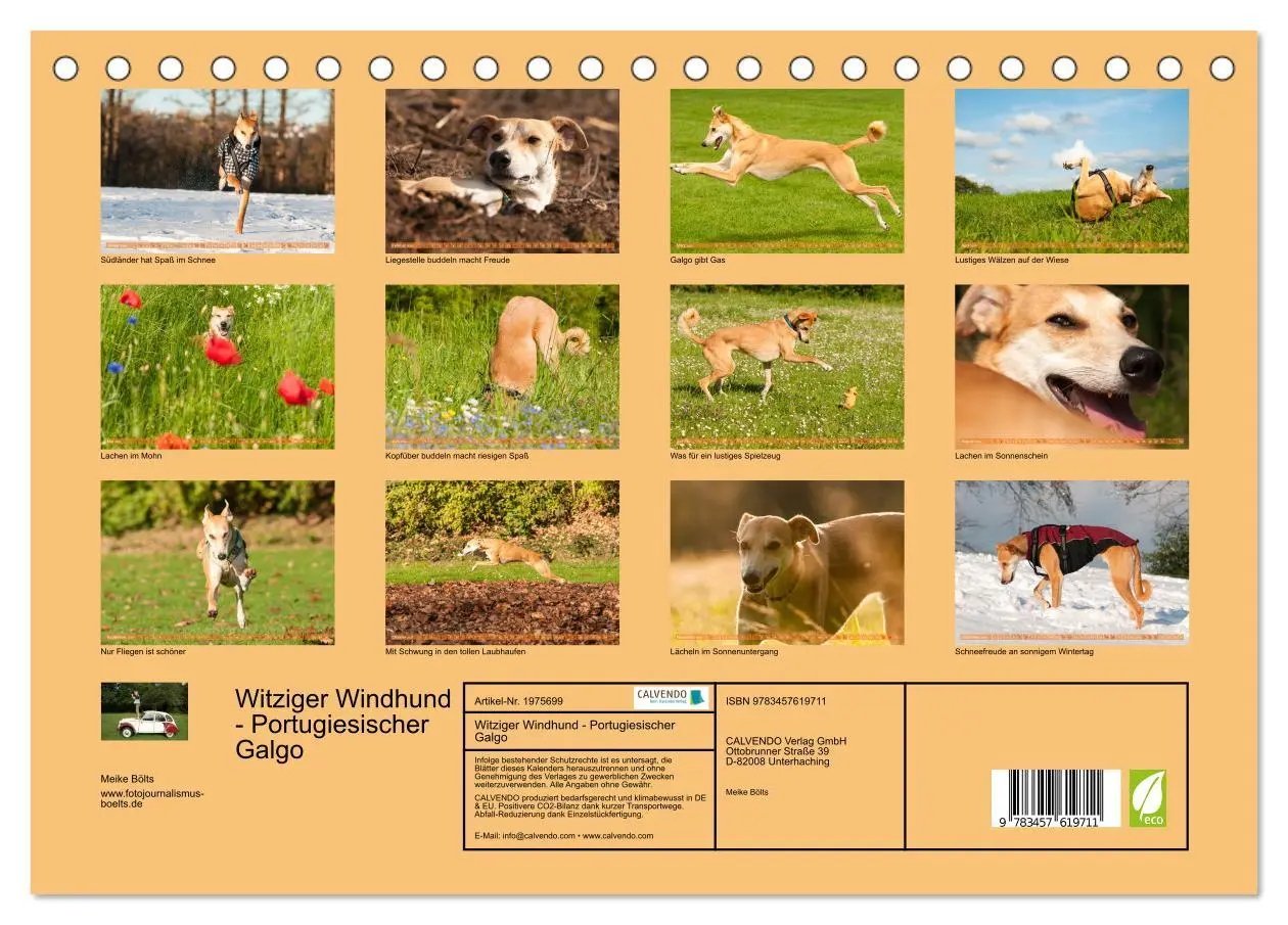 Bild: 9783457619711 | Witziger Windhund - Portugiesischer Galgo (Tischkalender 2026 DIN...