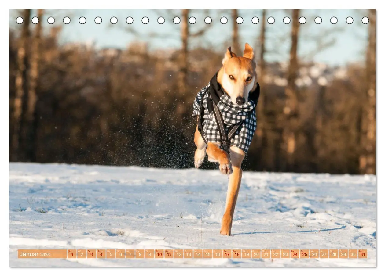 Bild: 9783457619711 | Witziger Windhund - Portugiesischer Galgo (Tischkalender 2026 DIN...