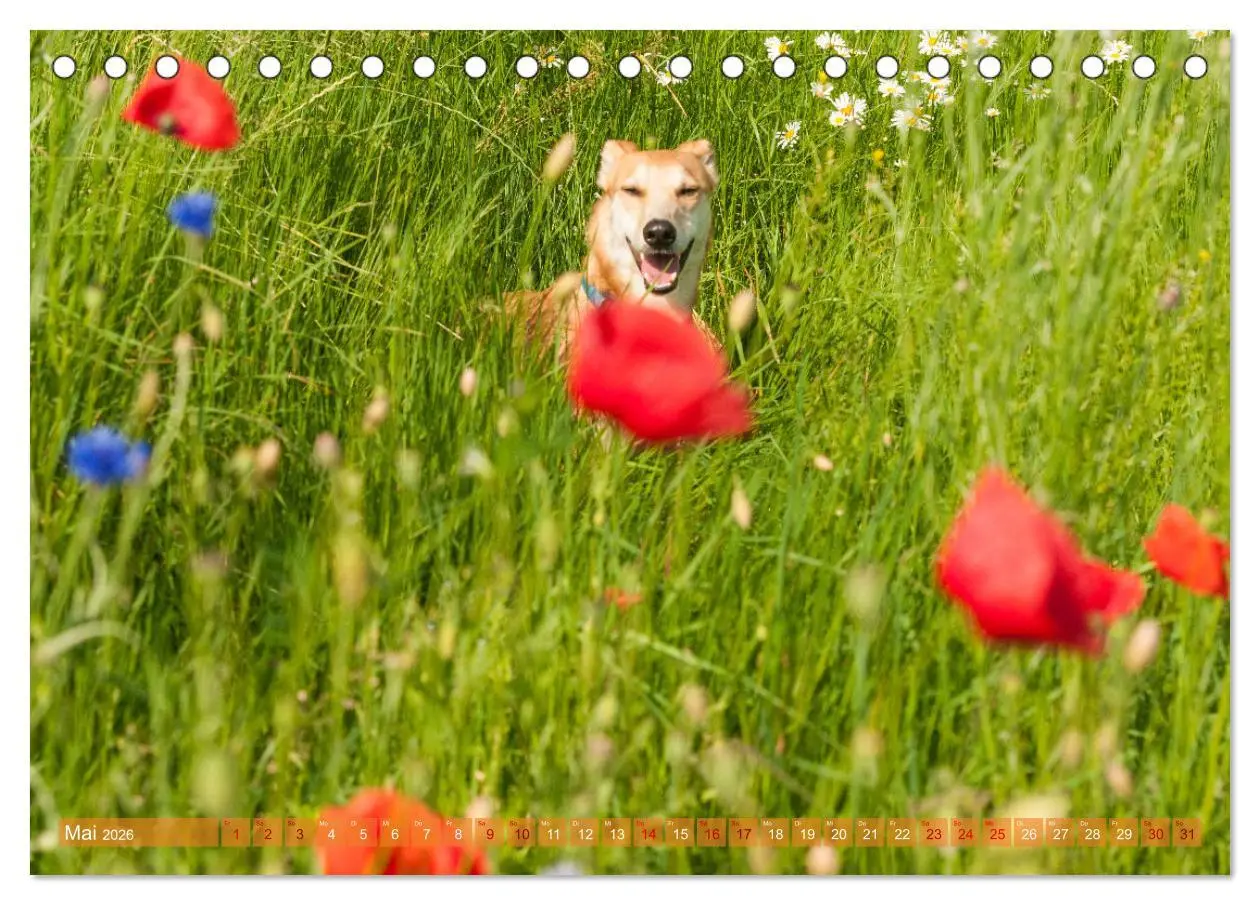 Bild: 9783457619711 | Witziger Windhund - Portugiesischer Galgo (Tischkalender 2026 DIN...