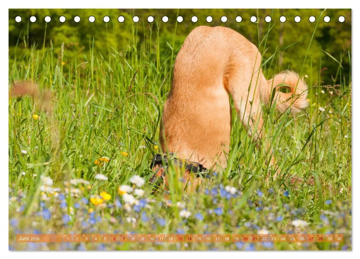 Bild: 9783457619711 | Witziger Windhund - Portugiesischer Galgo (Tischkalender 2026 DIN...