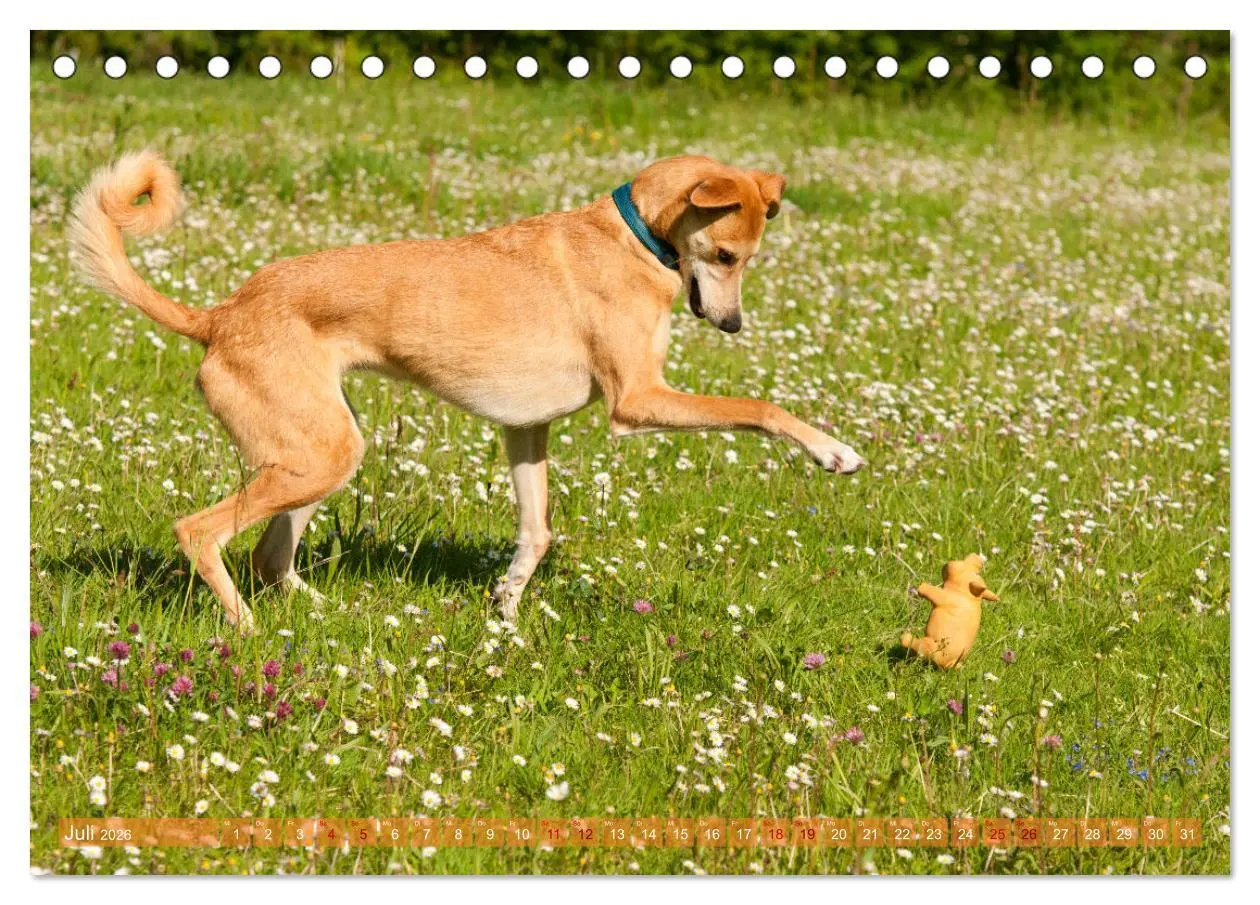 Bild: 9783457619711 | Witziger Windhund - Portugiesischer Galgo (Tischkalender 2026 DIN...