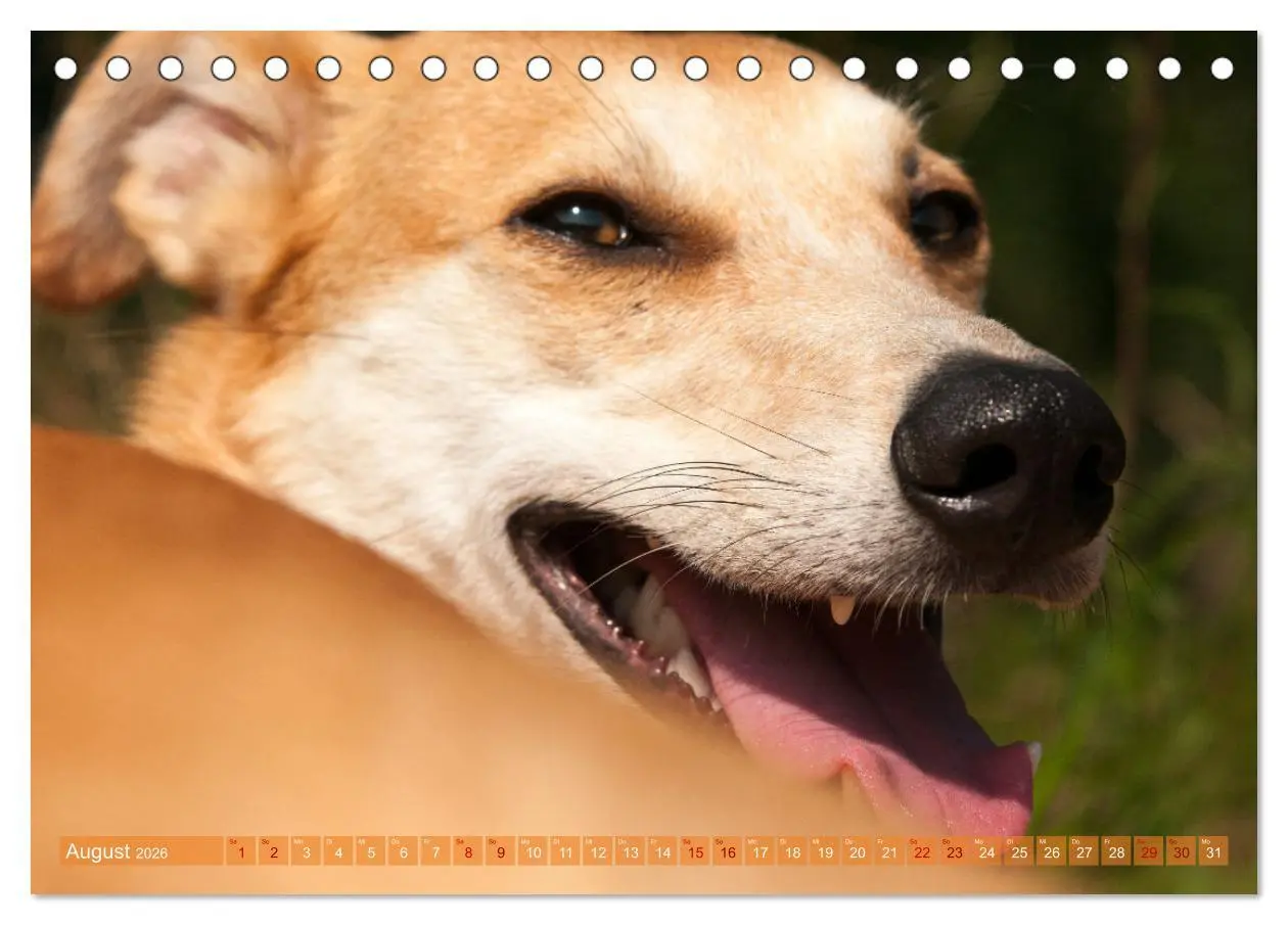 Bild: 9783457619711 | Witziger Windhund - Portugiesischer Galgo (Tischkalender 2026 DIN...