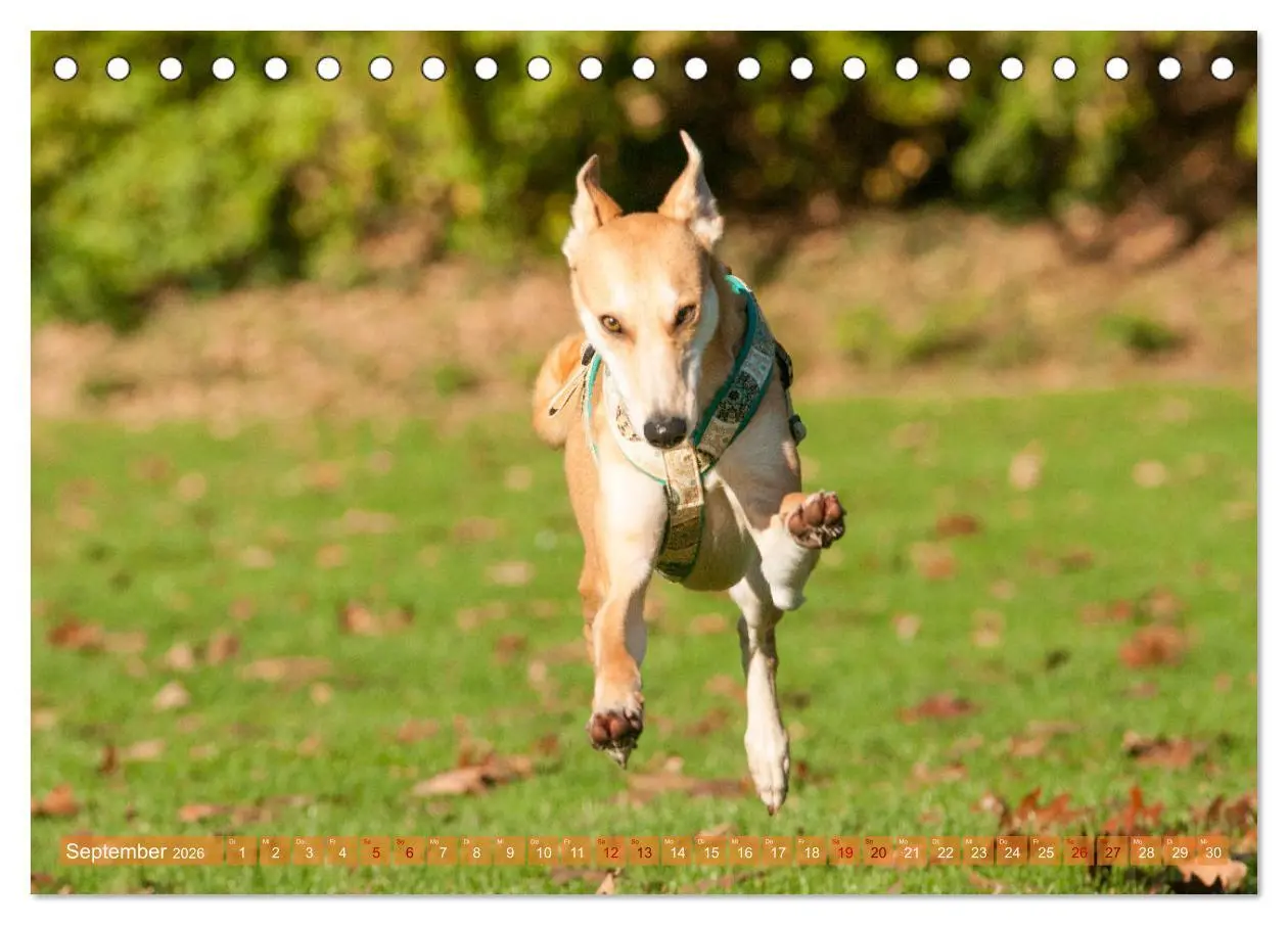 Bild: 9783457619711 | Witziger Windhund - Portugiesischer Galgo (Tischkalender 2026 DIN...