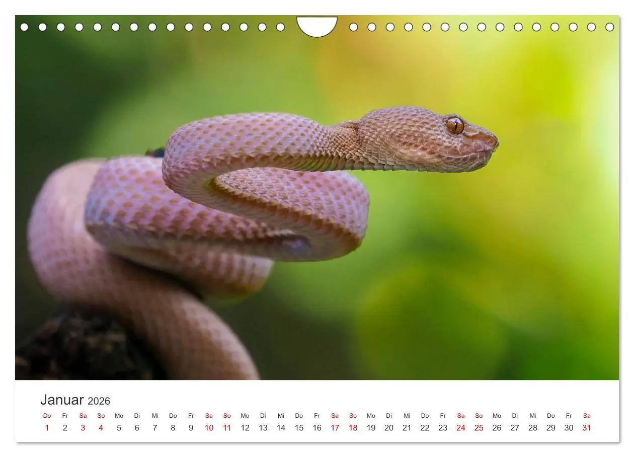 Bild: 9783457539811 | Faszination Schlangen (Wandkalender 2026 DIN A4 quer), CALVENDO...