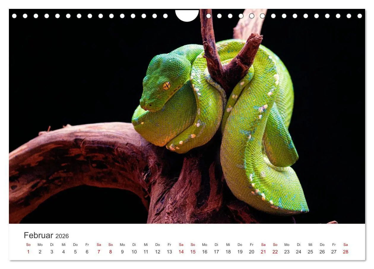 Bild: 9783457539811 | Faszination Schlangen (Wandkalender 2026 DIN A4 quer), CALVENDO...