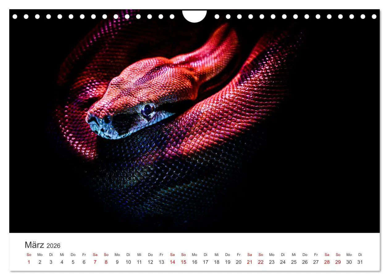 Bild: 9783457539811 | Faszination Schlangen (Wandkalender 2026 DIN A4 quer), CALVENDO...
