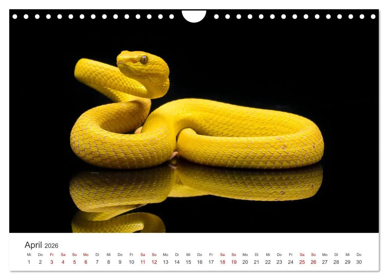 Bild: 9783457539811 | Faszination Schlangen (Wandkalender 2026 DIN A4 quer), CALVENDO...