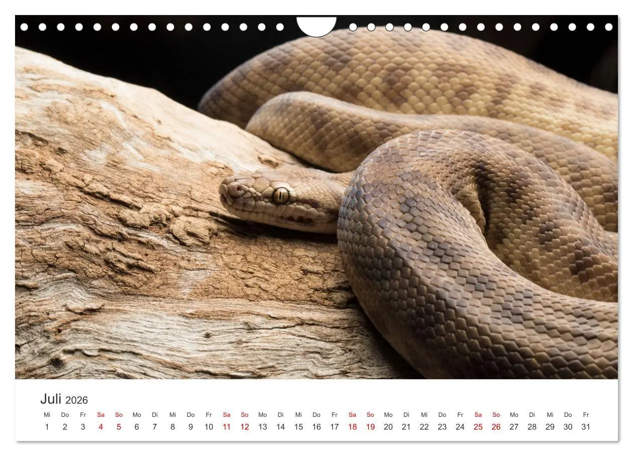Bild: 9783457539811 | Faszination Schlangen (Wandkalender 2026 DIN A4 quer), CALVENDO...