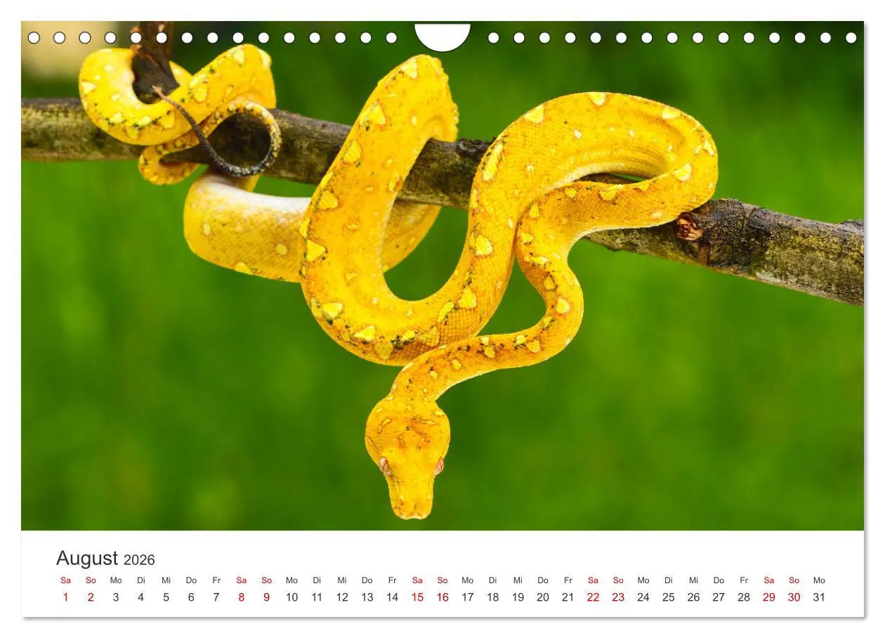 Bild: 9783457539811 | Faszination Schlangen (Wandkalender 2026 DIN A4 quer), CALVENDO...