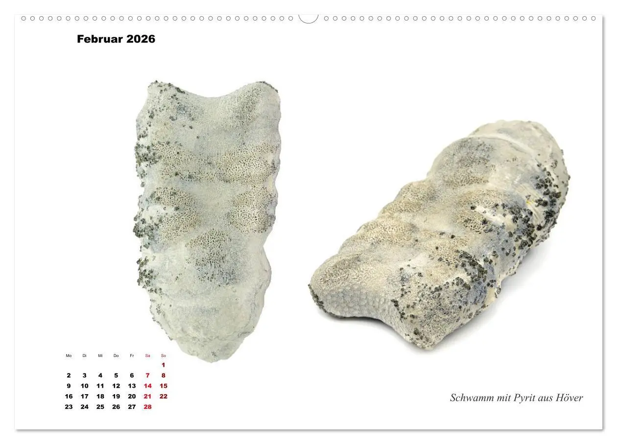 Bild: 9783457699911 | Fossilien - Ammoniten, Trilobiten, Erdgeschichte (hochwertiger...