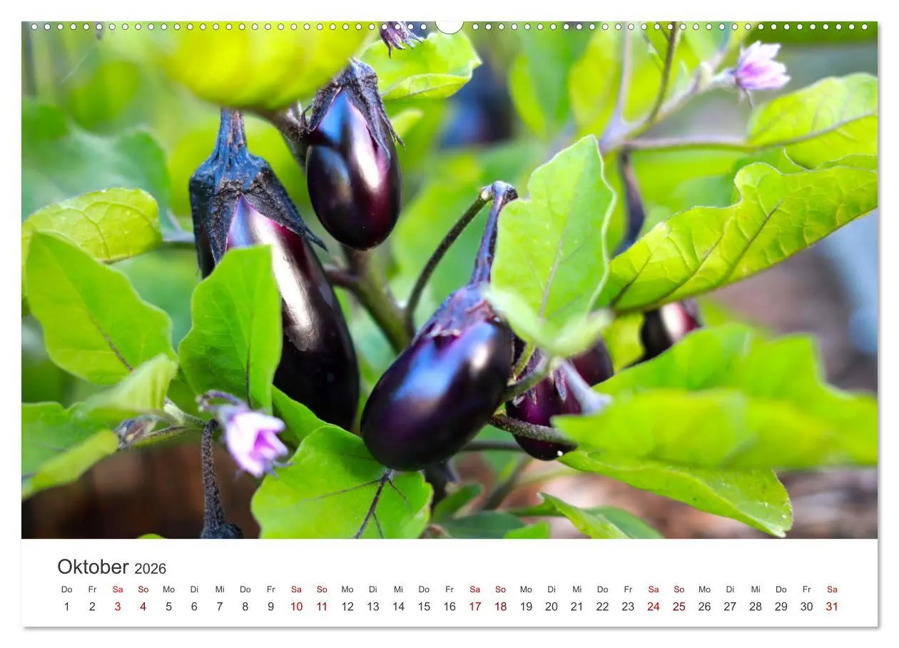 Bild: 9783457560112 | Frisches aus dem Gemüsegarten (Wandkalender 2026 DIN A2 quer),...