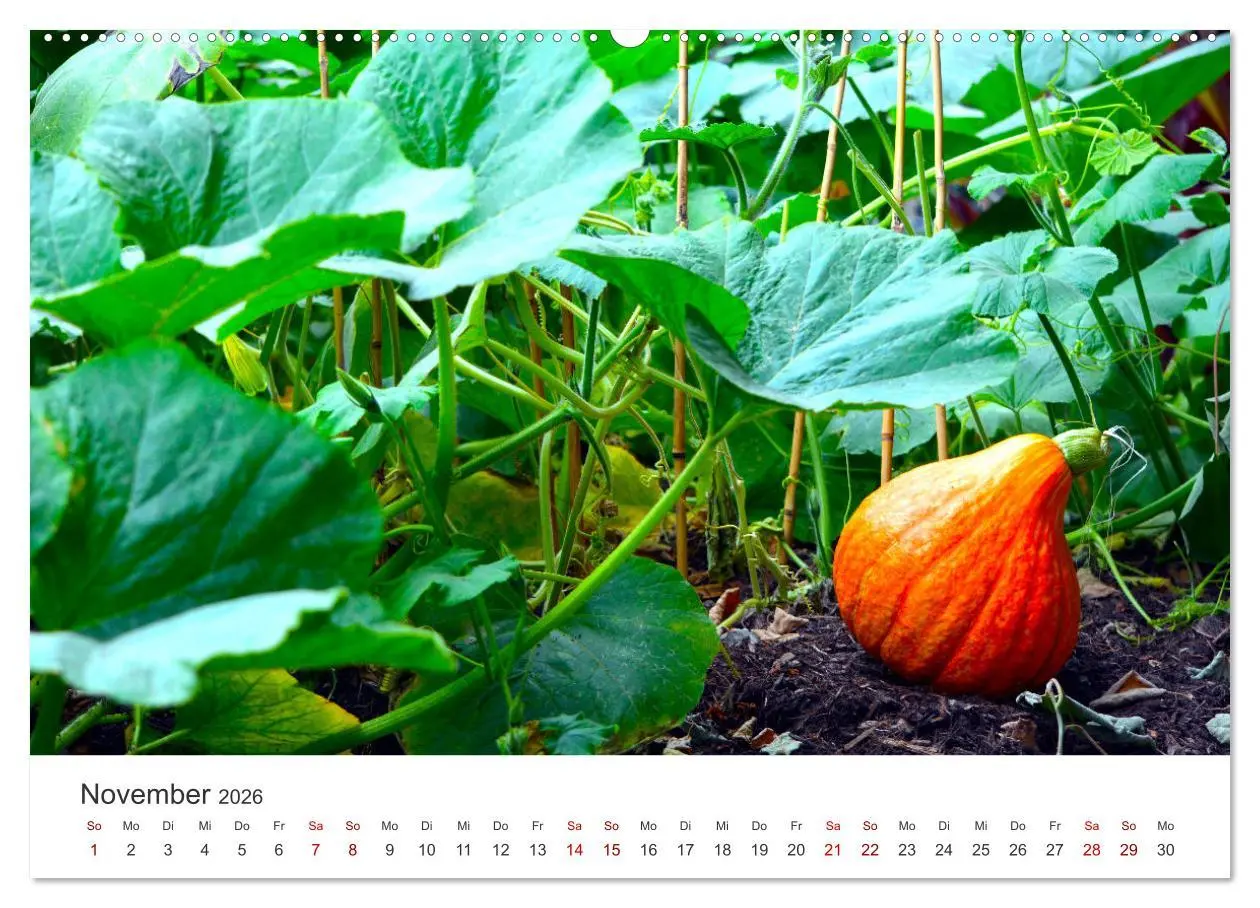 Bild: 9783457560112 | Frisches aus dem Gemüsegarten (Wandkalender 2026 DIN A2 quer),...