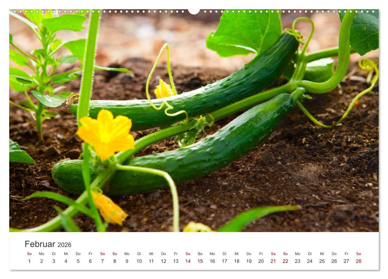 Bild: 9783457560112 | Frisches aus dem Gemüsegarten (Wandkalender 2026 DIN A2 quer),...