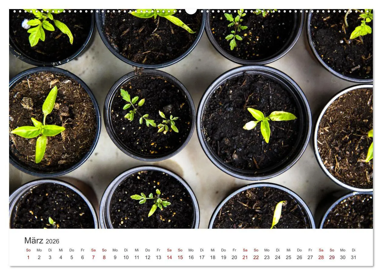 Bild: 9783457560112 | Frisches aus dem Gemüsegarten (Wandkalender 2026 DIN A2 quer),...