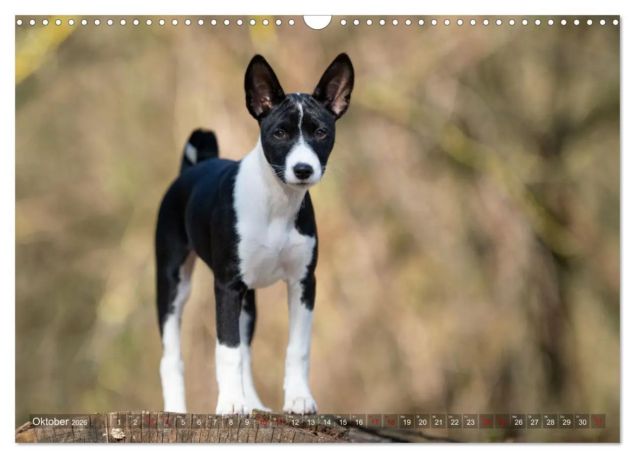 Bild: 9783457620212 | Coole Basenjis (Wandkalender 2026 DIN A3 quer), CALVENDO...