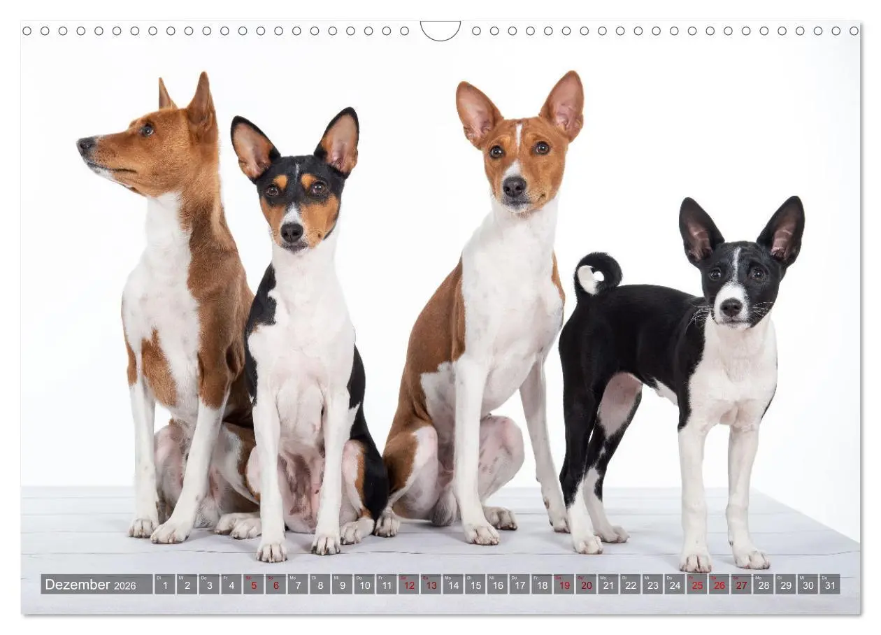 Bild: 9783457620212 | Coole Basenjis (Wandkalender 2026 DIN A3 quer), CALVENDO...