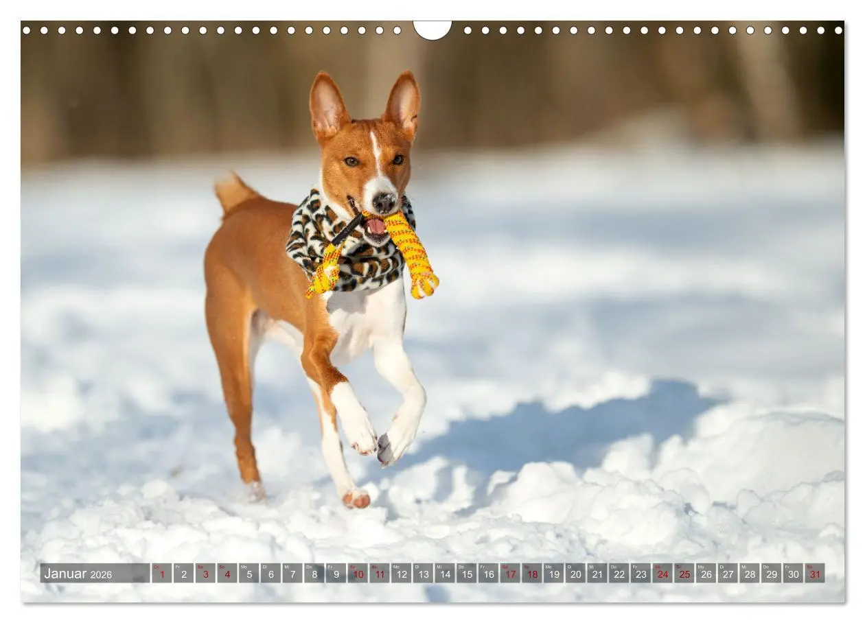 Bild: 9783457620212 | Coole Basenjis (Wandkalender 2026 DIN A3 quer), CALVENDO...