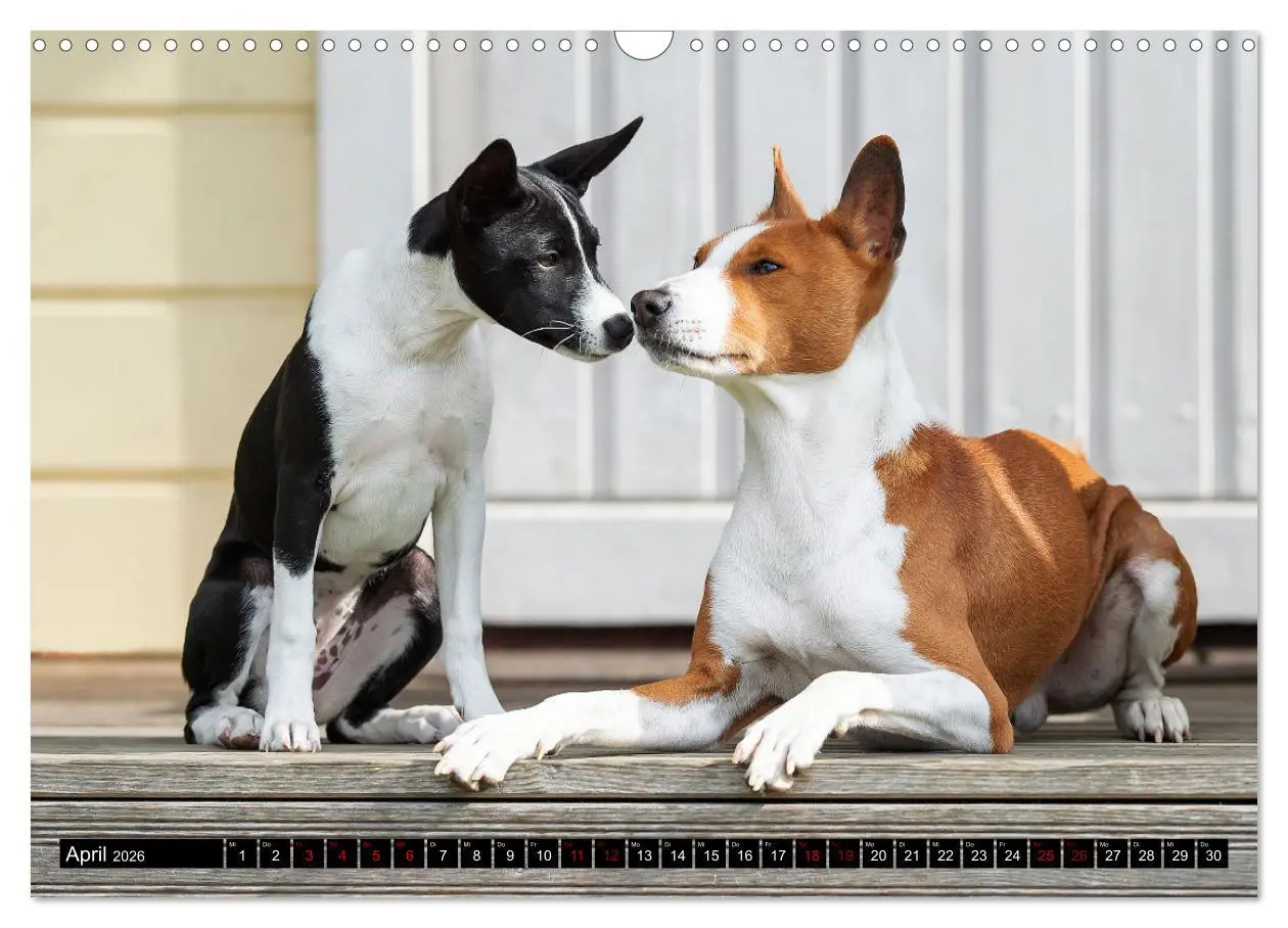 Bild: 9783457620212 | Coole Basenjis (Wandkalender 2026 DIN A3 quer), CALVENDO...