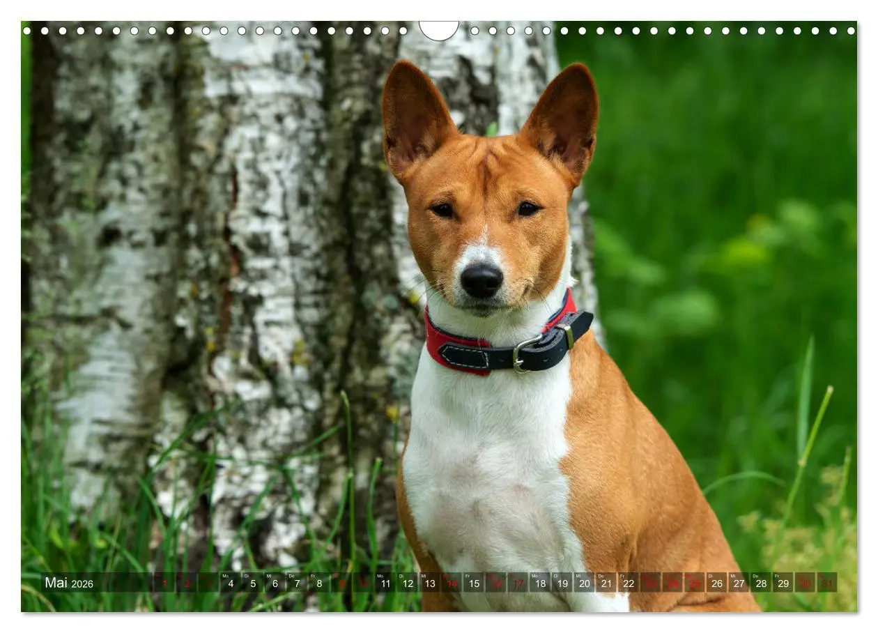 Bild: 9783457620212 | Coole Basenjis (Wandkalender 2026 DIN A3 quer), CALVENDO...