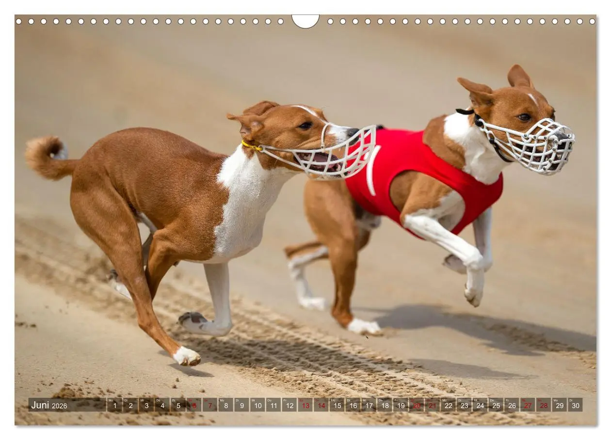 Bild: 9783457620212 | Coole Basenjis (Wandkalender 2026 DIN A3 quer), CALVENDO...