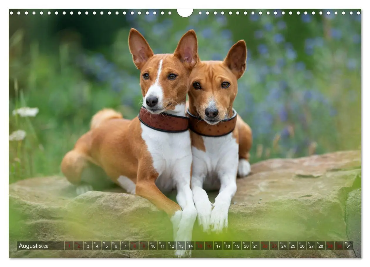 Bild: 9783457620212 | Coole Basenjis (Wandkalender 2026 DIN A3 quer), CALVENDO...