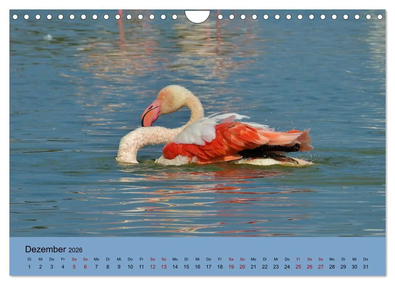 Bild: 9783457780312 | Flamingo und Co - Faszinierende Vogelwelt Südfrankreichs...