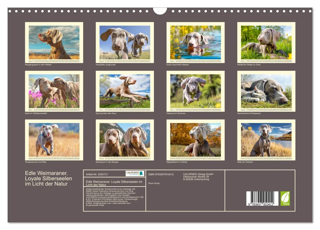 Bild: 9783457910412 | Edle Weimaraner. Loyale Silberseelen im Licht der Natur...