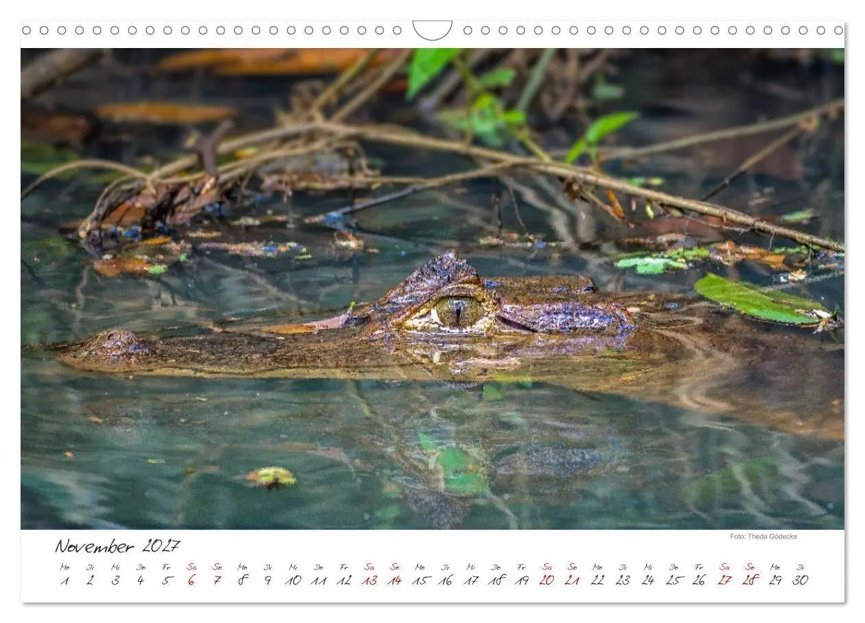 Bild: 9783569790612 | Natur pur, Costa Rica (Wandkalender 2027 DIN A3 quer), CALVENDO...