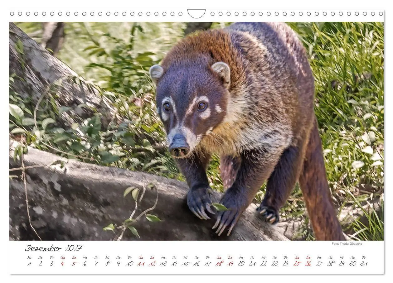 Bild: 9783569790612 | Natur pur, Costa Rica (Wandkalender 2027 DIN A3 quer), CALVENDO...