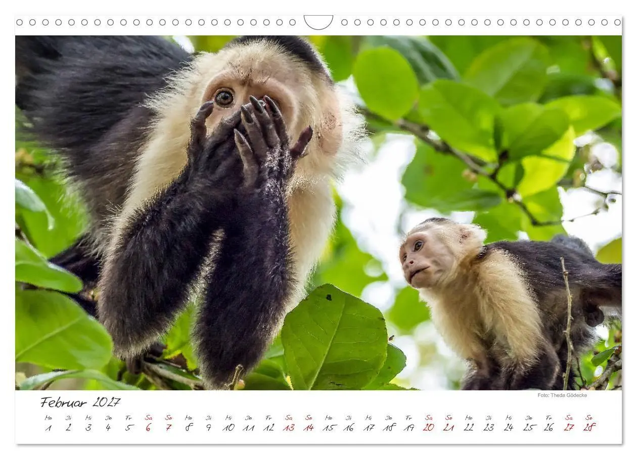 Bild: 9783569790612 | Natur pur, Costa Rica (Wandkalender 2027 DIN A3 quer), CALVENDO...