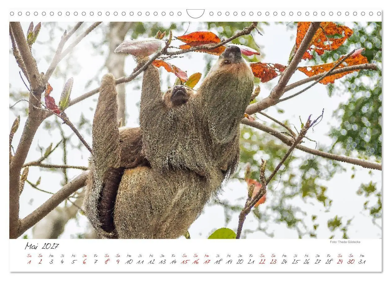 Bild: 9783569790612 | Natur pur, Costa Rica (Wandkalender 2027 DIN A3 quer), CALVENDO...