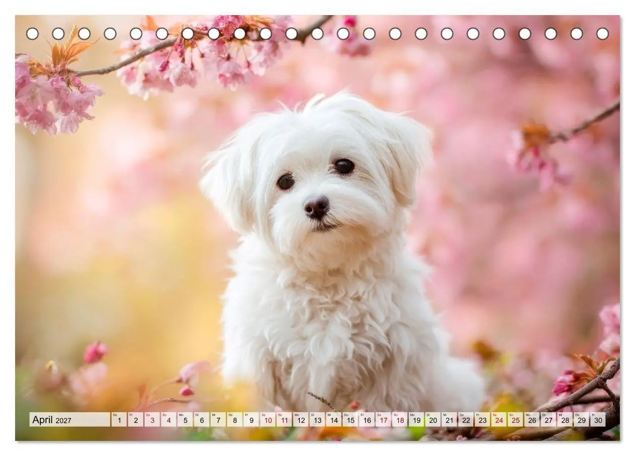 Bild: 9783594370612 | Malteser - Hunde mit Herz und Charme (Tischkalender 2027 DIN A5...