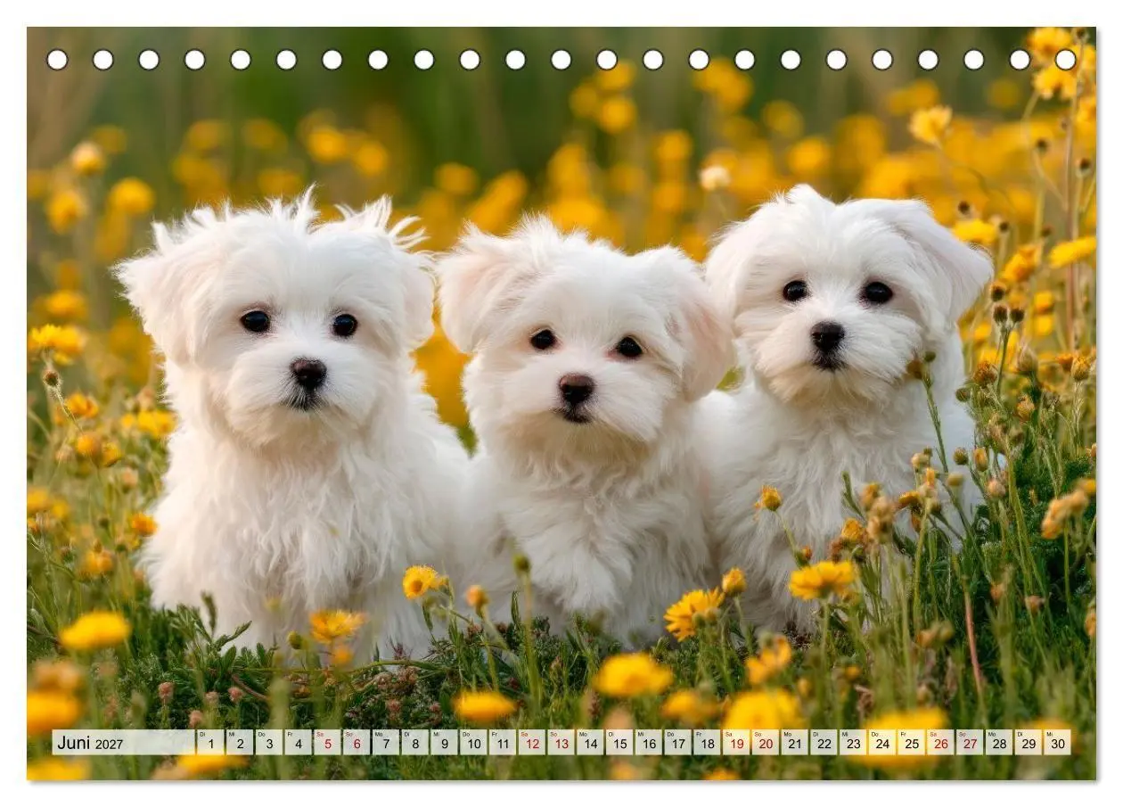 Bild: 9783594370612 | Malteser - Hunde mit Herz und Charme (Tischkalender 2027 DIN A5...