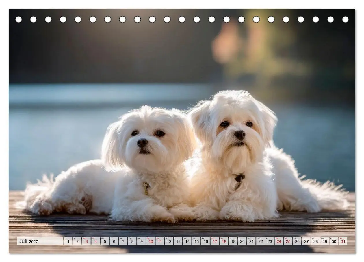 Bild: 9783594370612 | Malteser - Hunde mit Herz und Charme (Tischkalender 2027 DIN A5...