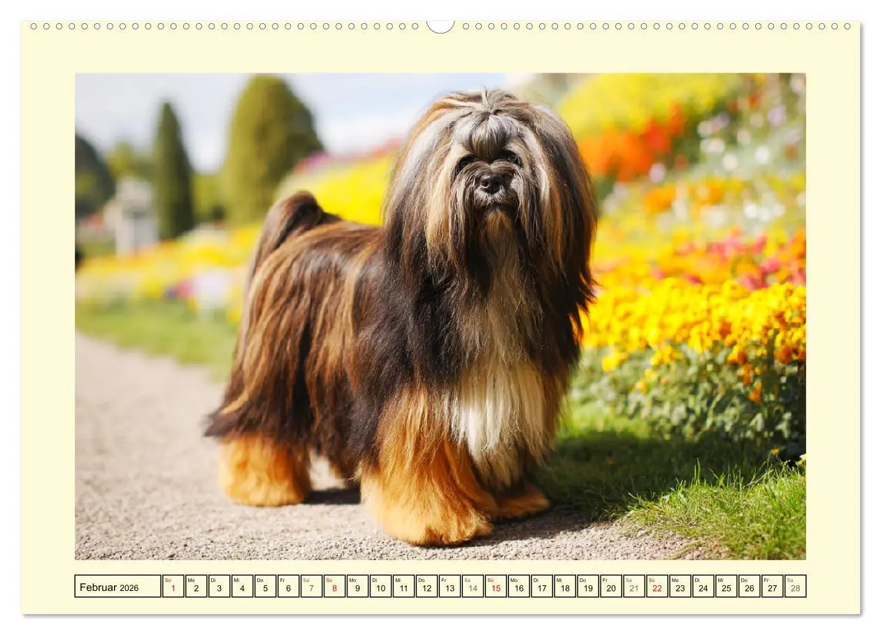 Bild: 9783457810712 | Lhasa Apso Charme. Die kleinen Hüter des Glücks (Wandkalender 2026...