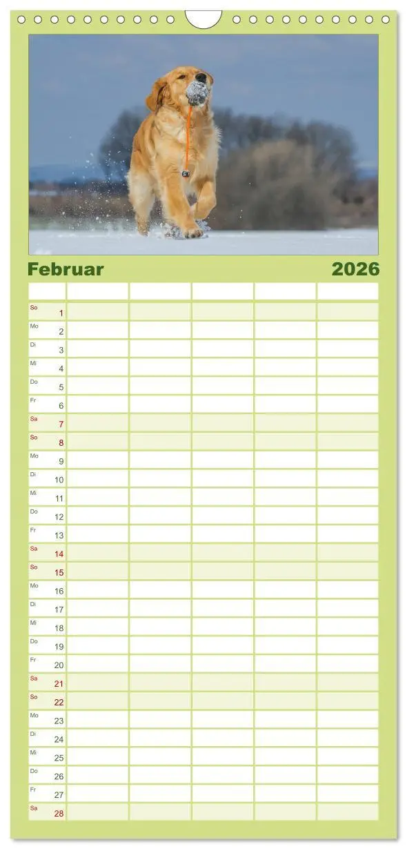 Bild: 9783516520712 | Familienplaner 2026 - Golden Retriever - Ein Herz auf 4 Pfoten mit...