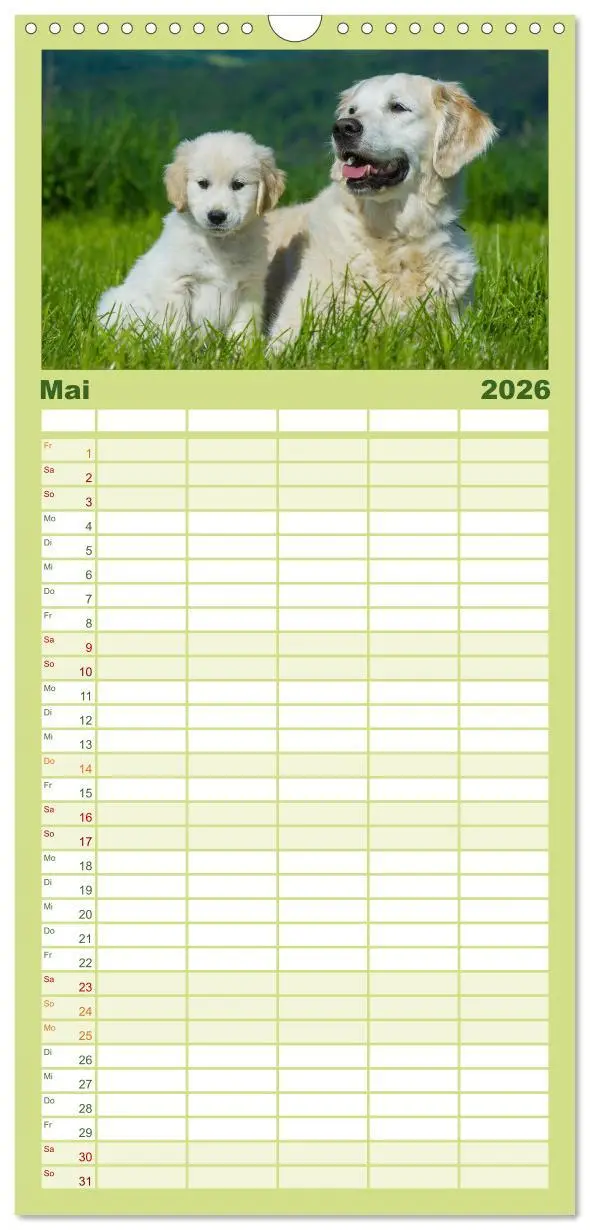 Bild: 9783516520712 | Familienplaner 2026 - Golden Retriever - Ein Herz auf 4 Pfoten mit...