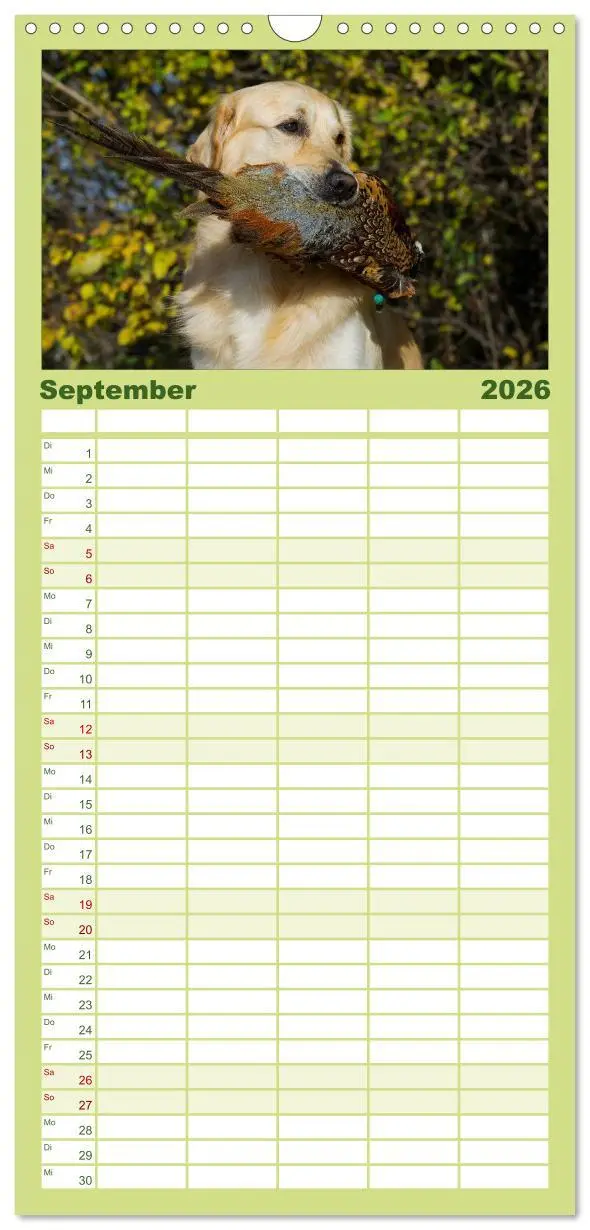 Bild: 9783516520712 | Familienplaner 2026 - Golden Retriever - Ein Herz auf 4 Pfoten mit...
