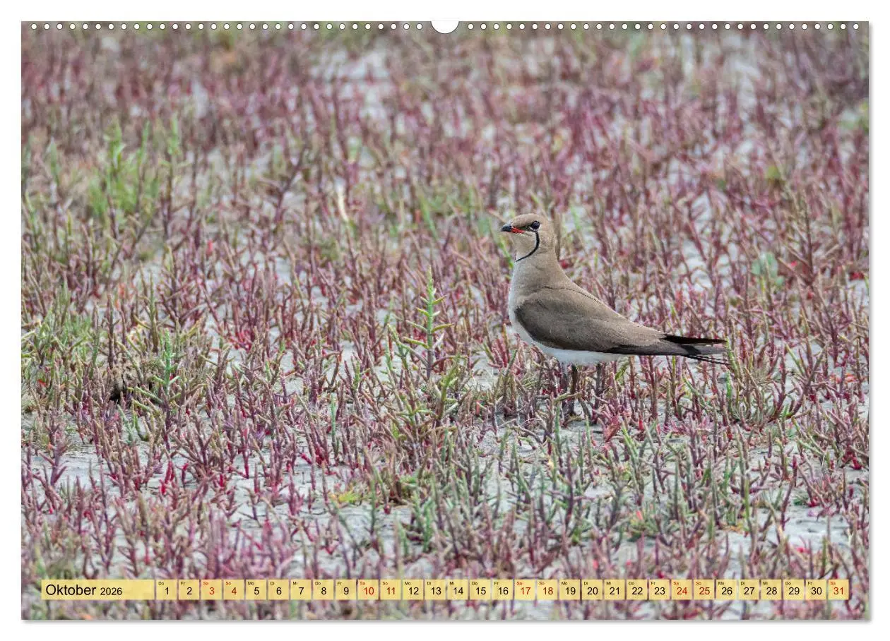 Bild: 9783457590812 | Donaudelta - Europas großes Vogelparadies (Wandkalender 2026 DIN A2...