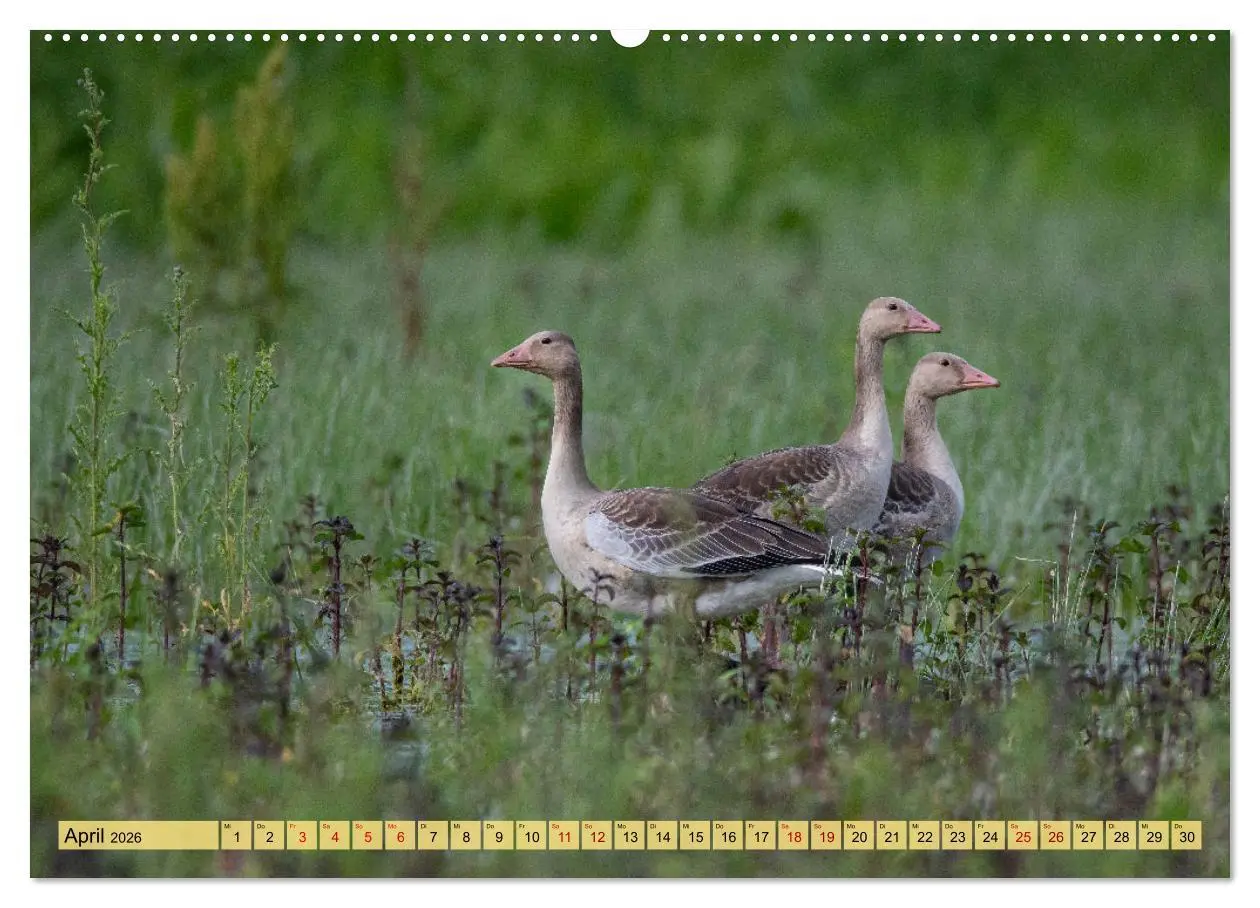 Bild: 9783457590812 | Donaudelta - Europas großes Vogelparadies (Wandkalender 2026 DIN A2...
