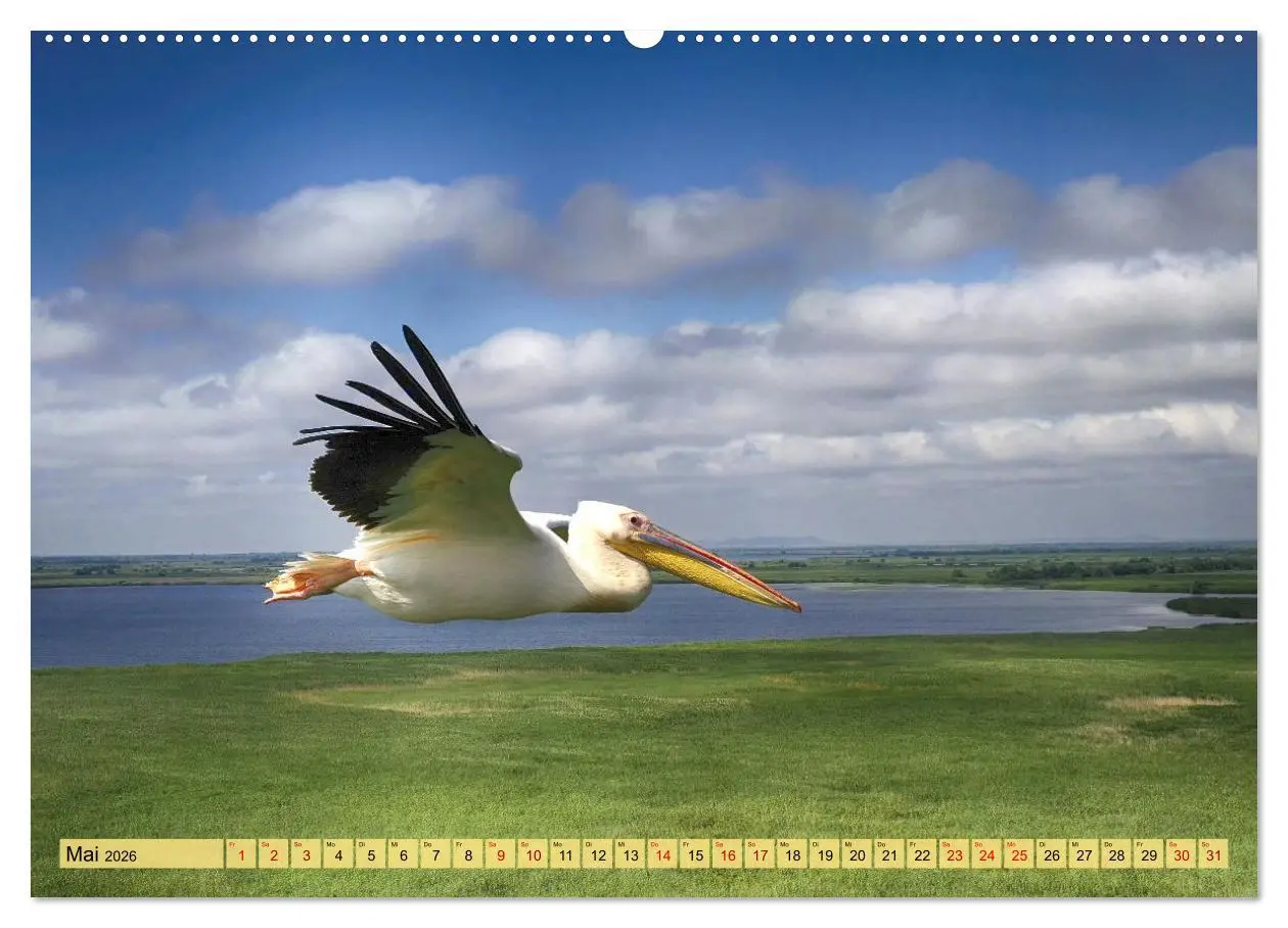 Bild: 9783457590812 | Donaudelta - Europas großes Vogelparadies (Wandkalender 2026 DIN A2...