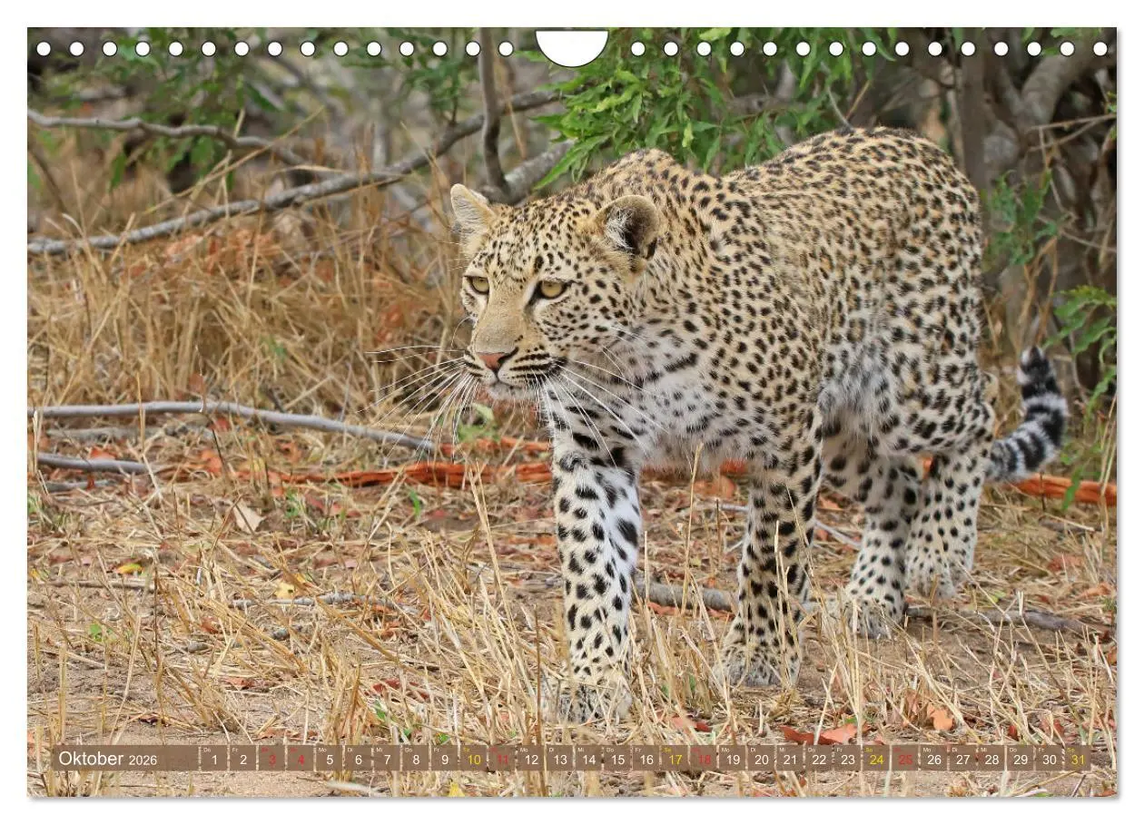 Bild: 9783516050912 | Löwen und Leoparden - Begegnungen in Afrika (Wandkalender 2026 DIN...