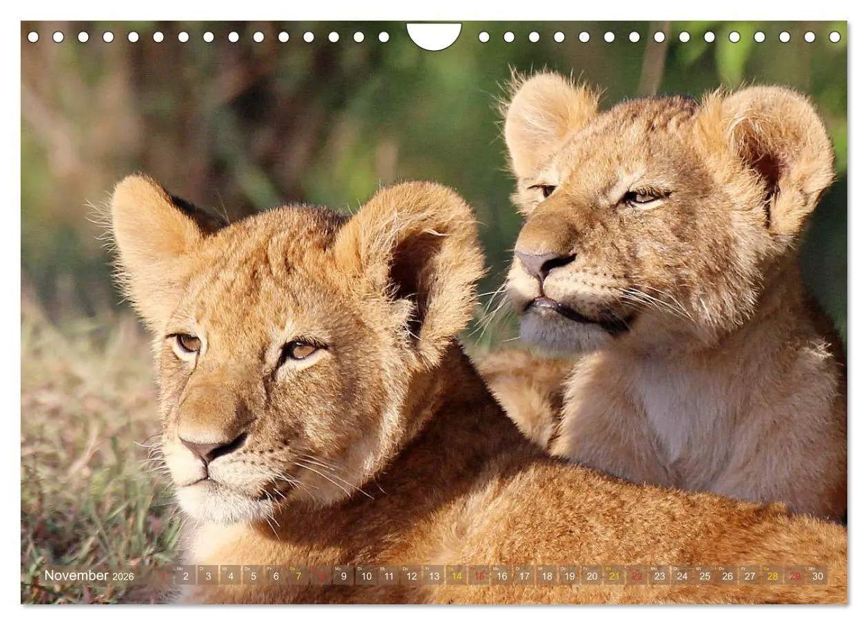 Bild: 9783516050912 | Löwen und Leoparden - Begegnungen in Afrika (Wandkalender 2026 DIN...