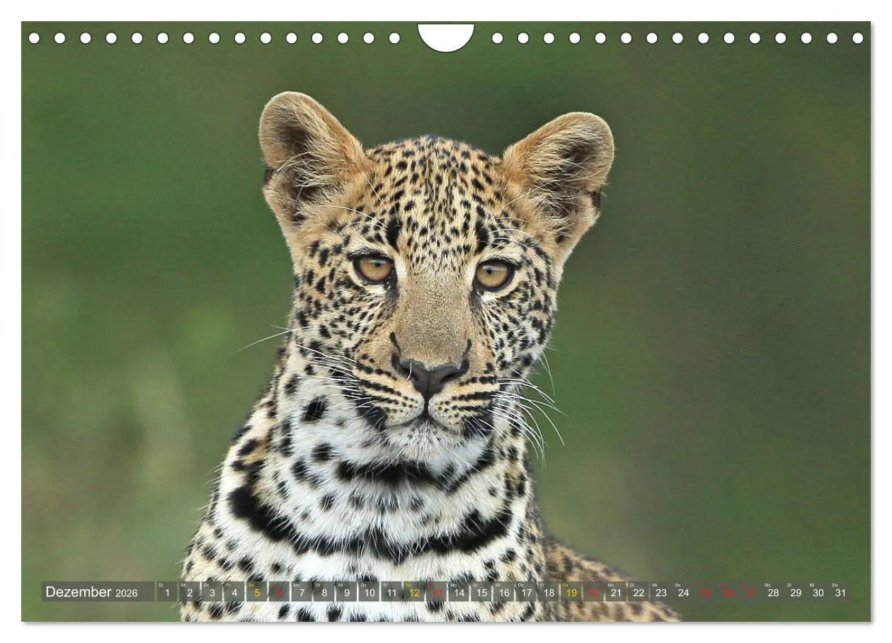 Bild: 9783516050912 | Löwen und Leoparden - Begegnungen in Afrika (Wandkalender 2026 DIN...