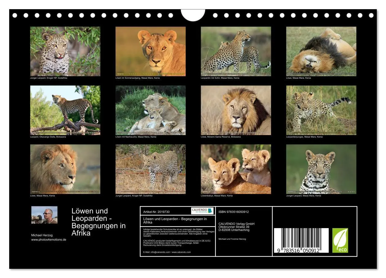 Bild: 9783516050912 | Löwen und Leoparden - Begegnungen in Afrika (Wandkalender 2026 DIN...