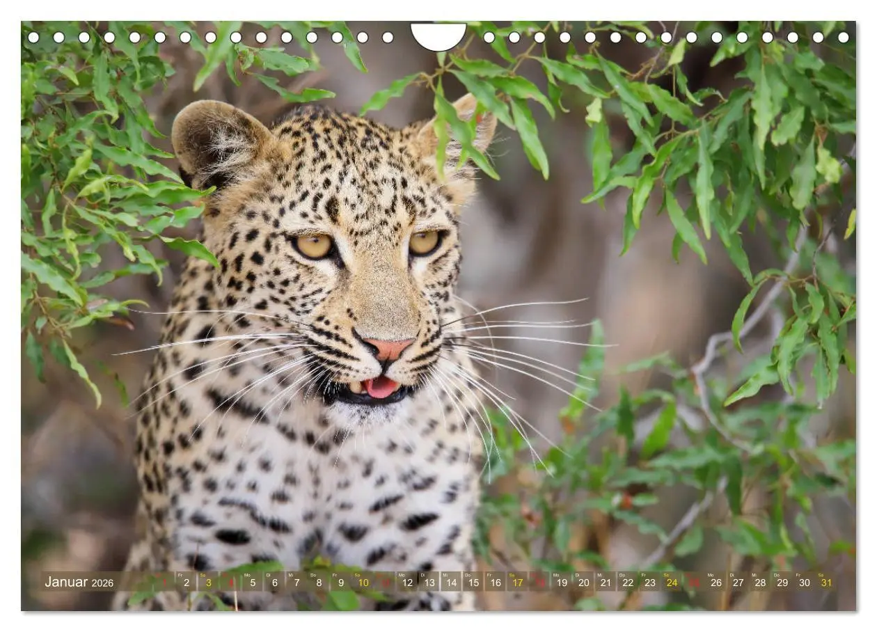 Bild: 9783516050912 | Löwen und Leoparden - Begegnungen in Afrika (Wandkalender 2026 DIN...