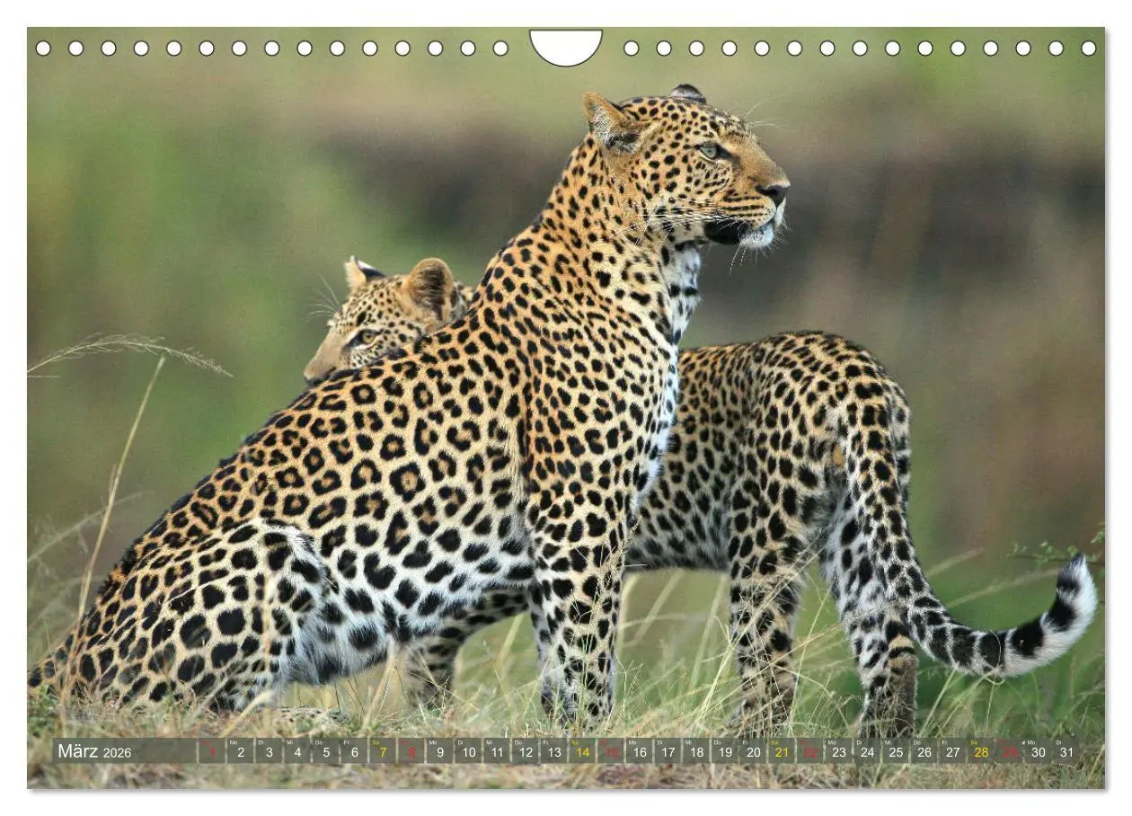 Bild: 9783516050912 | Löwen und Leoparden - Begegnungen in Afrika (Wandkalender 2026 DIN...