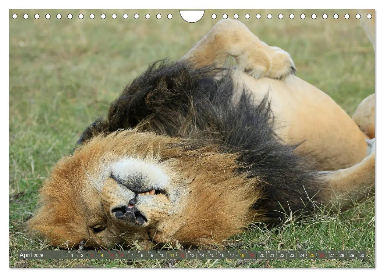 Bild: 9783516050912 | Löwen und Leoparden - Begegnungen in Afrika (Wandkalender 2026 DIN...